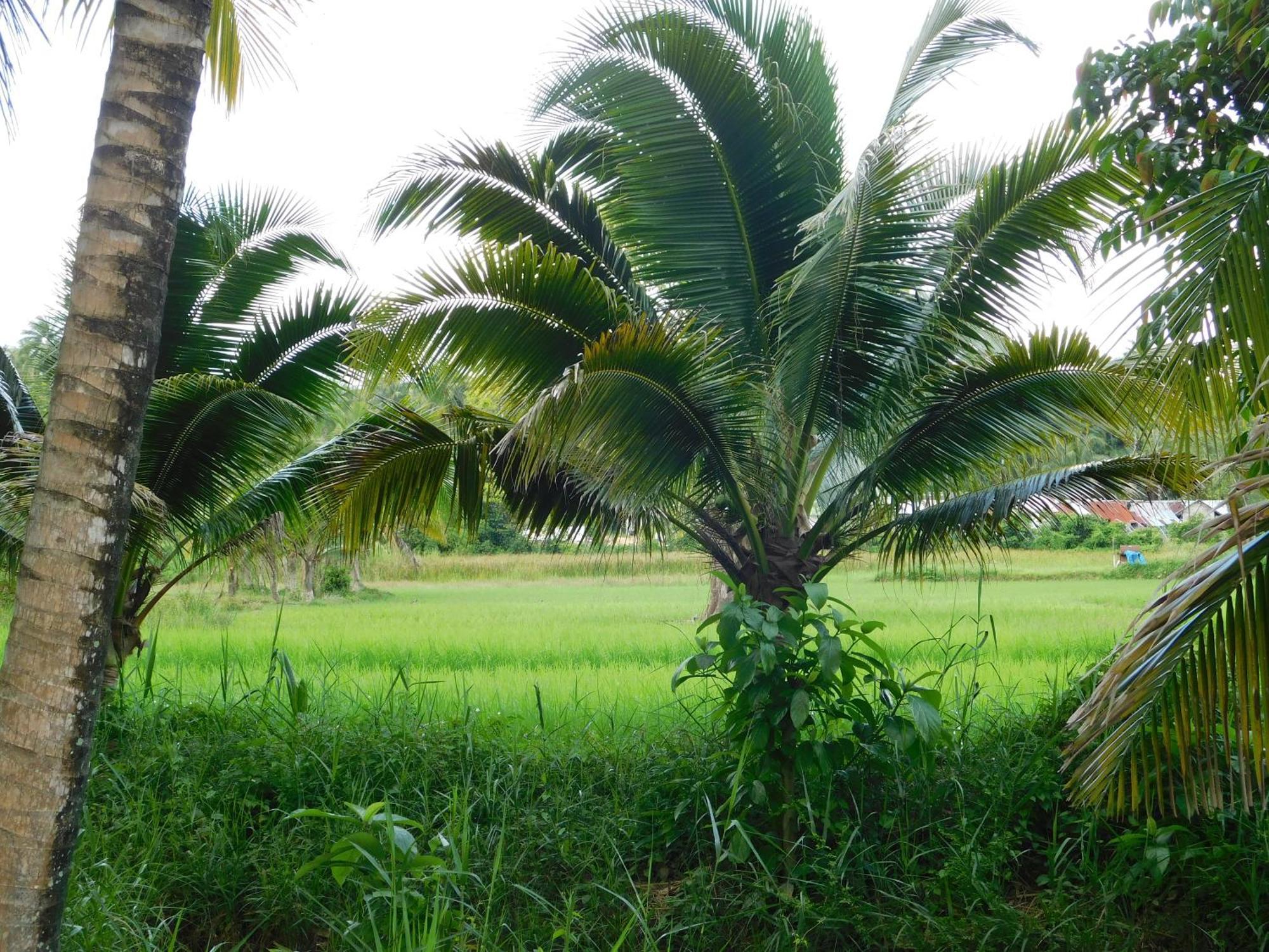 ホテル Swiss Bonihouse Koh Yao Yai Ban Pru Nai エクステリア 写真