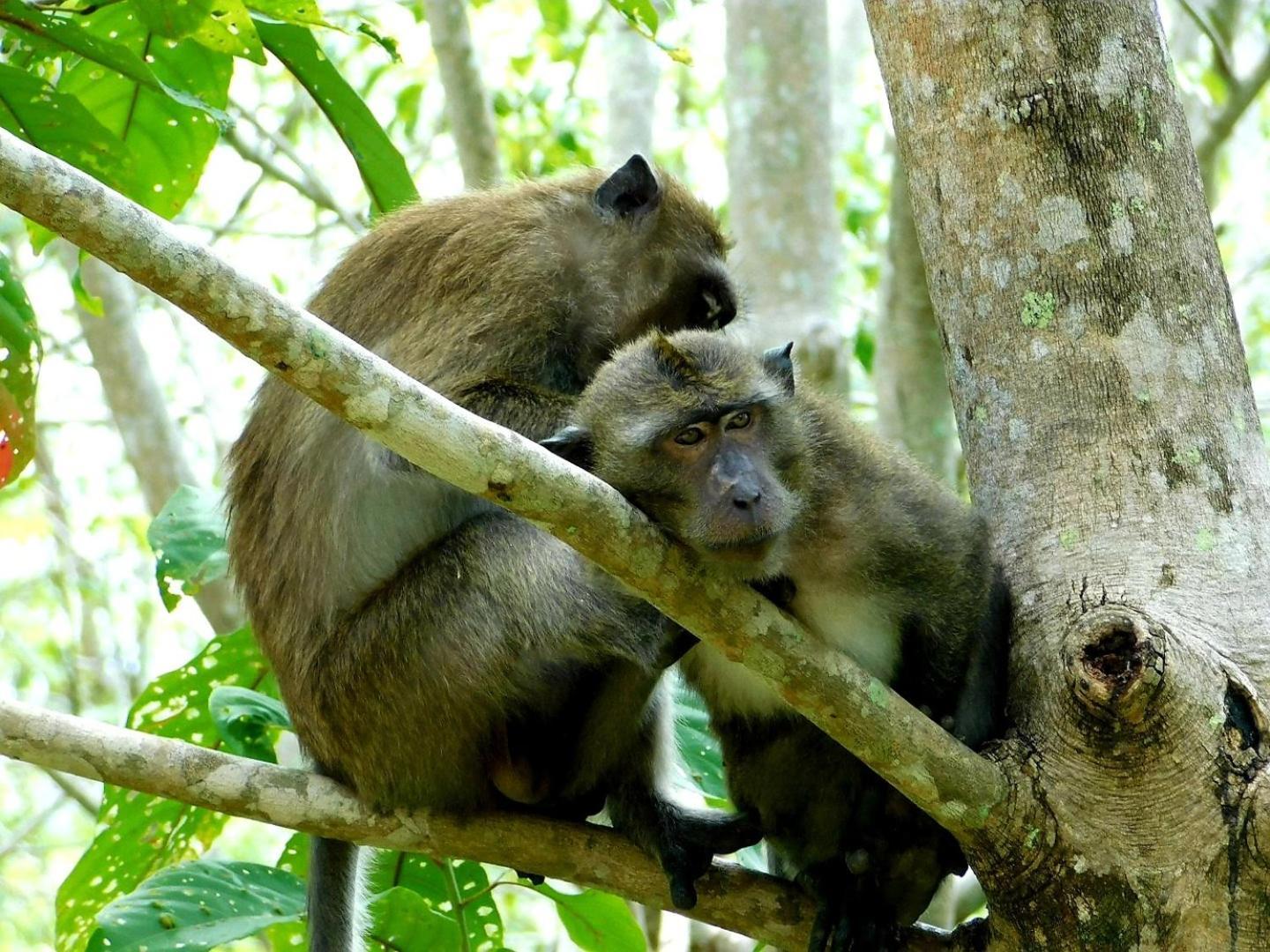 ホテル Swiss Bonihouse Koh Yao Yai Ban Pru Nai エクステリア 写真