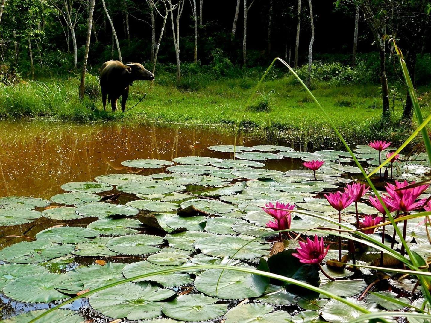 ホテル Swiss Bonihouse Koh Yao Yai Ban Pru Nai エクステリア 写真