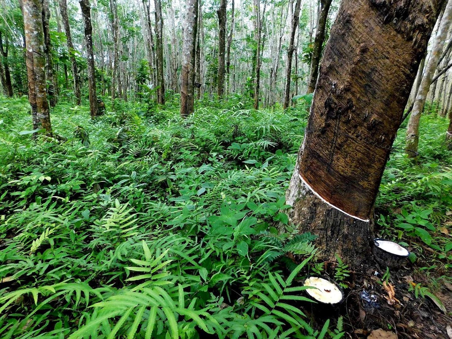 ホテル Swiss Bonihouse Koh Yao Yai Ban Pru Nai エクステリア 写真