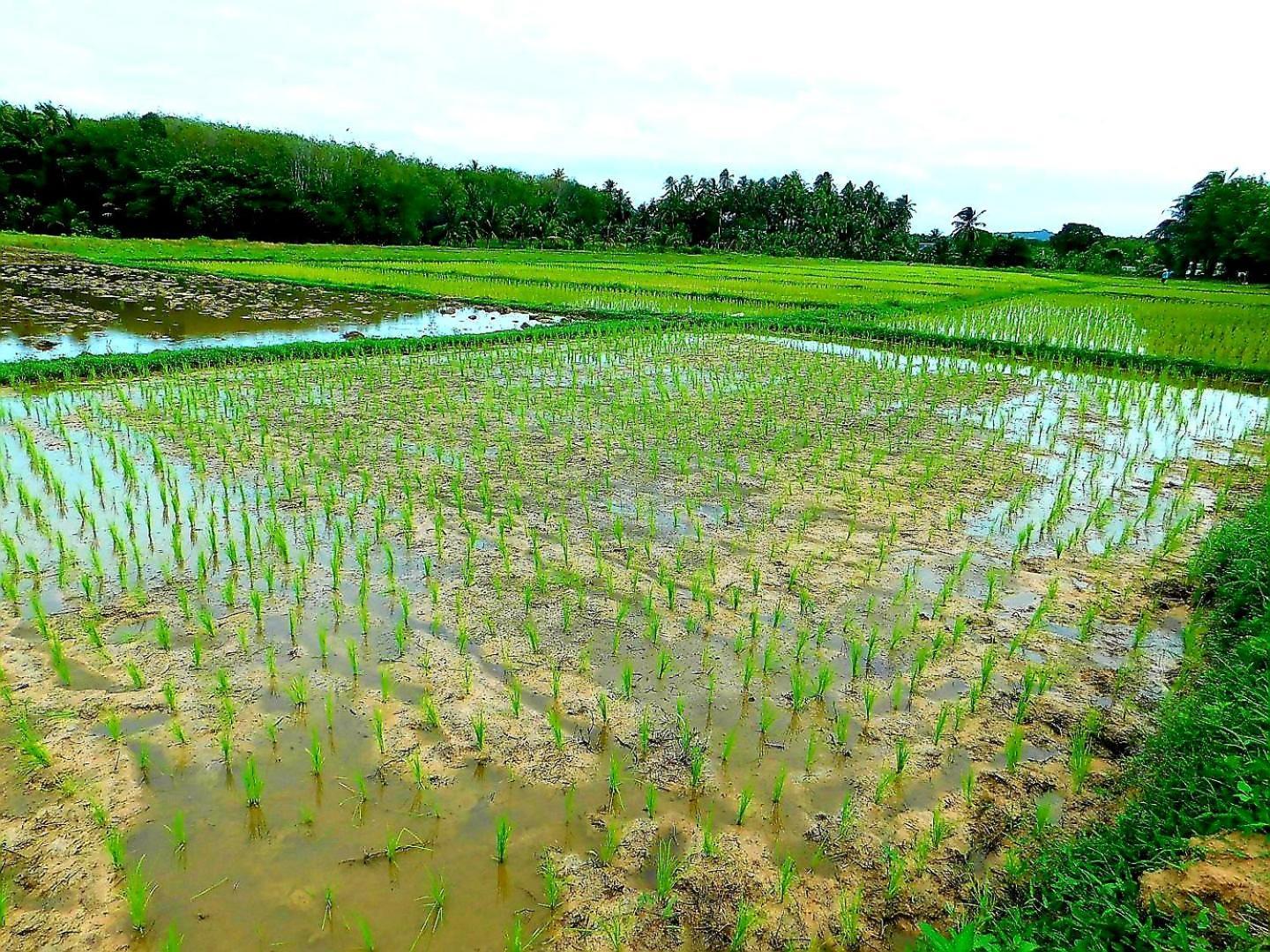 ホテル Swiss Bonihouse Koh Yao Yai Ban Pru Nai エクステリア 写真
