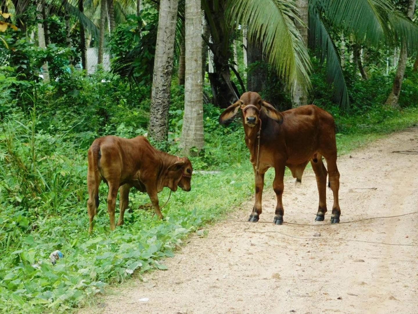 ホテル Swiss Bonihouse Koh Yao Yai Ban Pru Nai エクステリア 写真