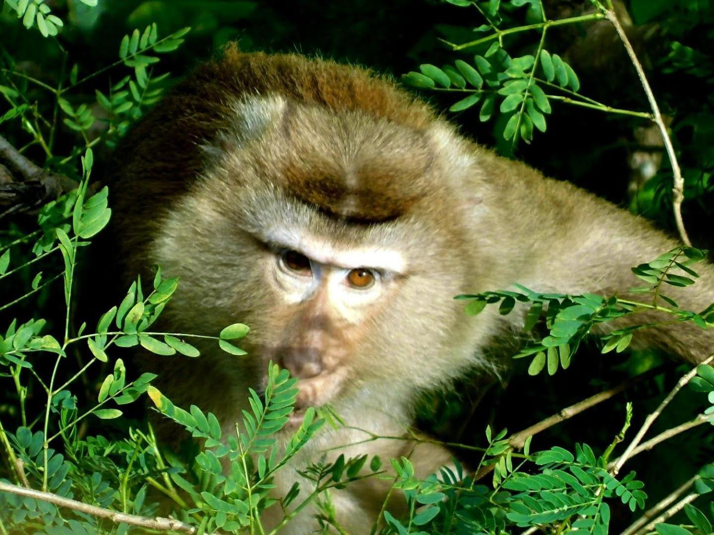 ホテル Swiss Bonihouse Koh Yao Yai Ban Pru Nai エクステリア 写真