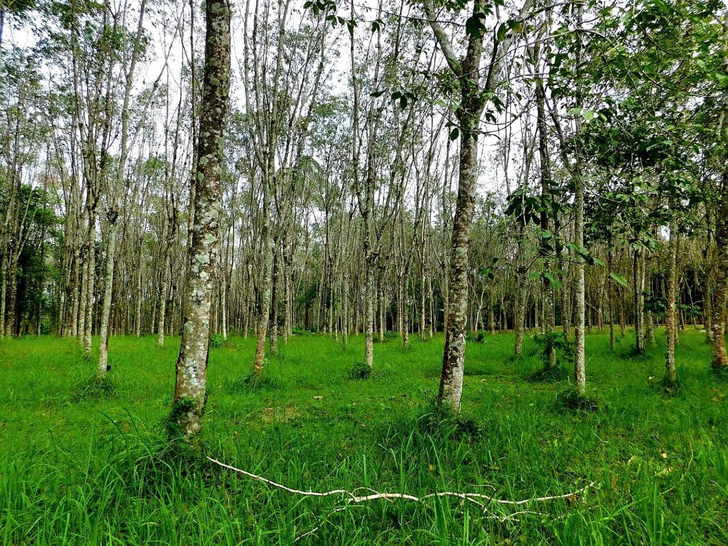 ホテル Swiss Bonihouse Koh Yao Yai Ban Pru Nai エクステリア 写真
