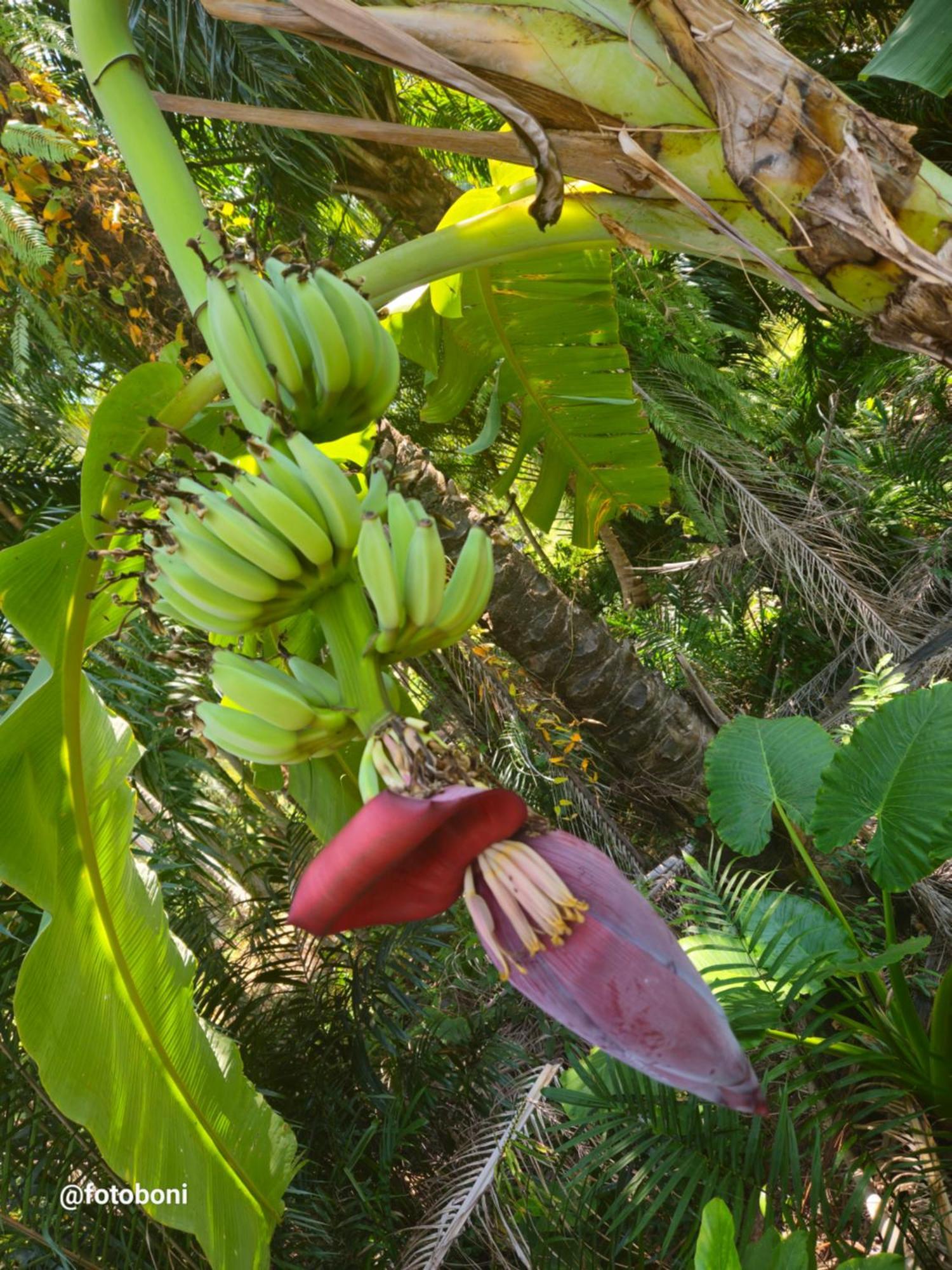 ホテル Swiss Bonihouse Koh Yao Yai Ban Pru Nai エクステリア 写真